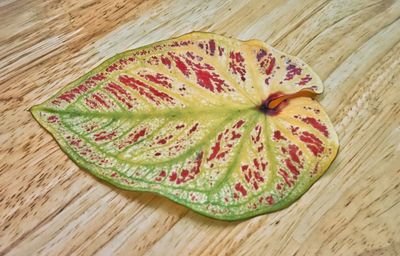 High angle view of watermelon on table