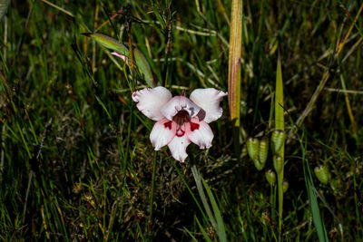 Close-up of orchid on grass