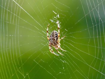 Close-up of spider on web