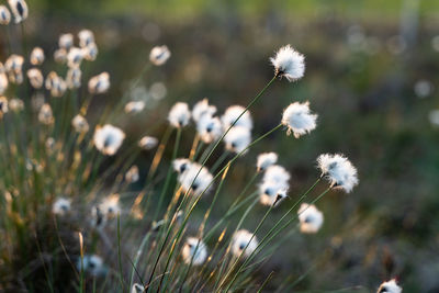 Close-up of dandelion flower on field