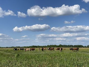 grassland