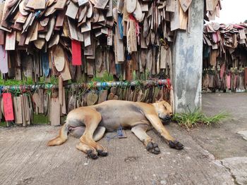 Dogs sleeping on street in city