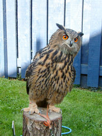 Close-up of owl sitting on grass