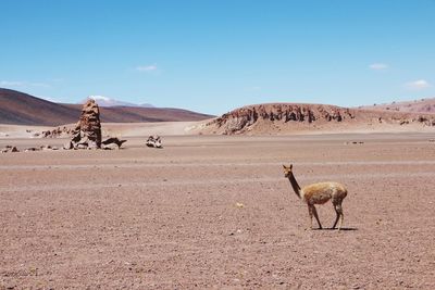 Llama standing on landscape in desert against sky