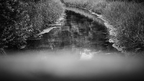 Reflection of trees in puddle