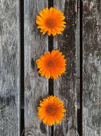 Directly above shot of yellow flowering plants on wood