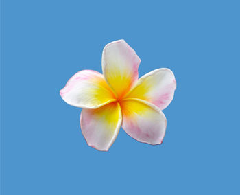 Close-up of white flower against blue background