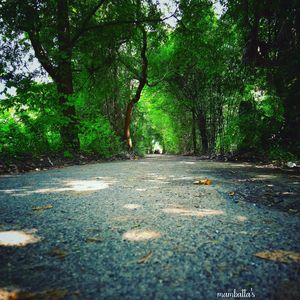 Surface level of road amidst trees in forest