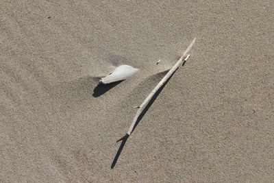 High angle view of bird on sand