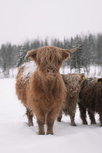 Lion standing on snow covered land