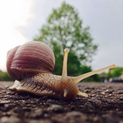 Close-up of snail