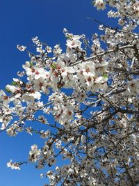 Low angle view of cherry blossoms against blue sky