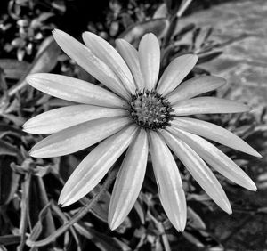 Close-up of flower blooming