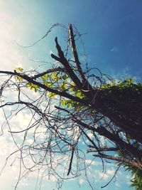 Low angle view of bare tree against sky