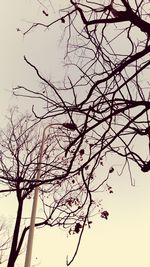 Low angle view of silhouette bare tree against sky