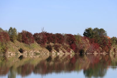 Scenic view of lake by trees against clear sky