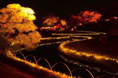 Illuminated tree on canal bank