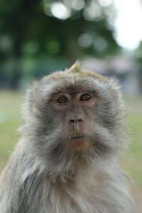 Close-up portrait of a monkey