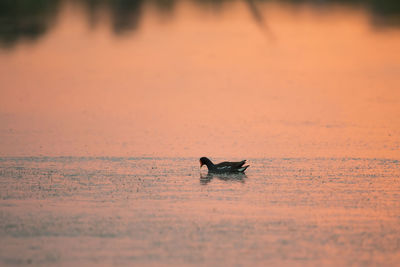 North american common gallinule floating in profile in lake coloured in pink by sunrise