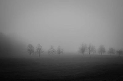 Trees in foggy weather