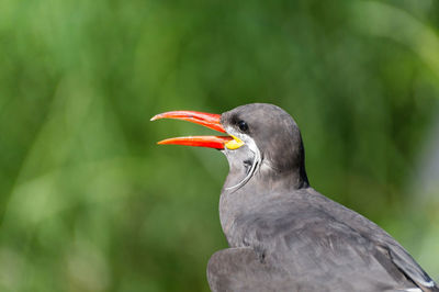 View of bird with red beak