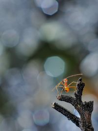 Close-up of insect