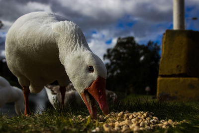 Goose feeding on field