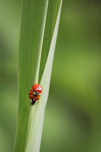 Close-up of ladybug on leaf