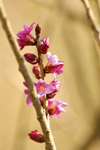 Close-up of pink flower