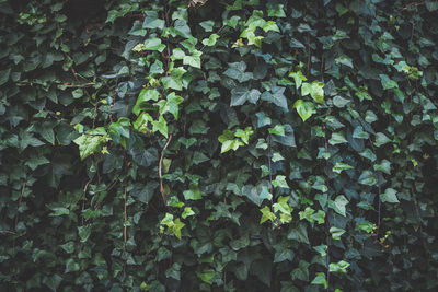 Full frame shot of ivy growing on land