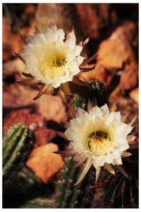 Close-up of white flowers