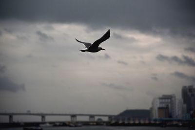 Bird flying over white background