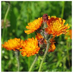 Close-up of bee pollinating on flower