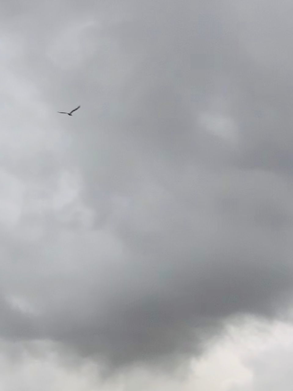 LOW ANGLE VIEW OF BIRD FLYING AGAINST CLOUDY SKY