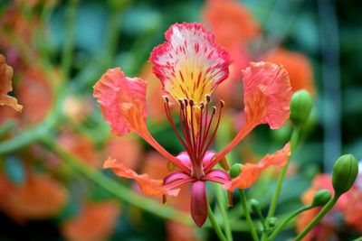 Close-up of flowering plant