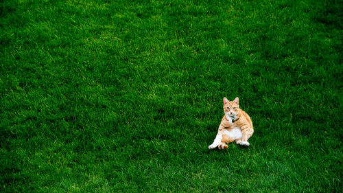 High angle view of ginger cat resting on grassy field