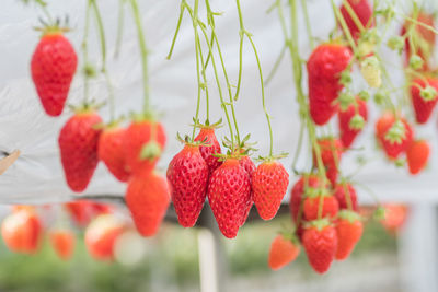 Close-up of red berries on tree