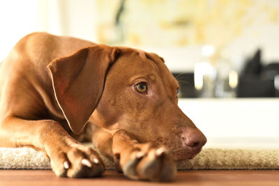 Close-up of a dog resting on floor at home