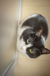 Close-up portrait of a cat
