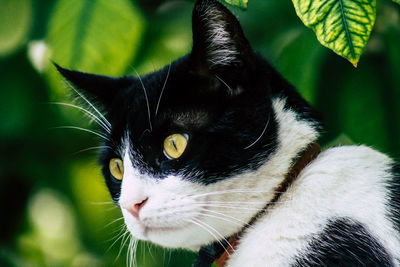 Close-up of cat looking away