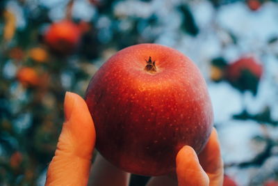 Close-up of hand holding apple