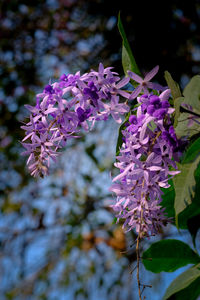 Close-up of purple flowering plants