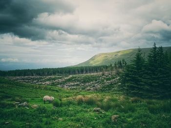 Scenic view of field against sky