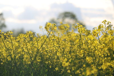 Yellow flowering plants growing on field