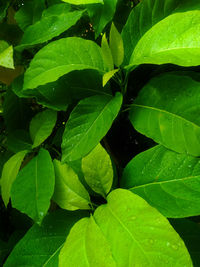 Full frame shot of wet leaves