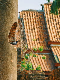 Low angle view of bird perching on roof