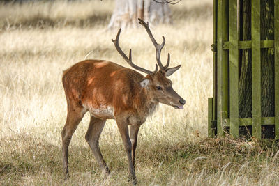 Deer standing in a field