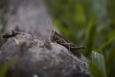 Close-up of insect