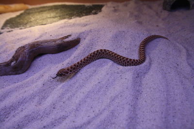 High angle view of lizard