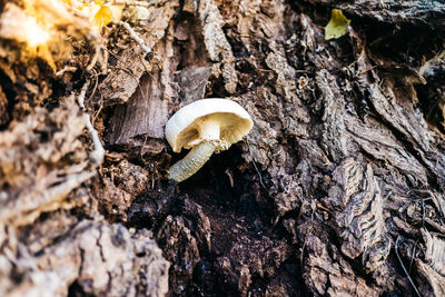 Close-up of mushrooms on tree trunk